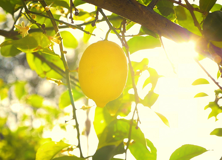 Zill agrifol lemon Emotionsbild Zitrone am Baum