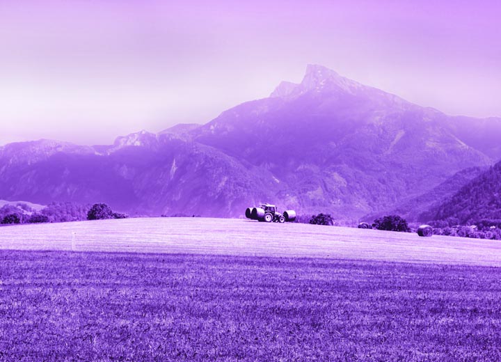 Das Allgäu färbt sich lavanda