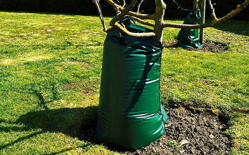 Baumbewässerungssack an Jungbaum